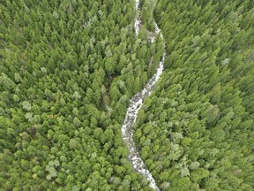 An aerial view of Next Creek in British Columbia in an undated handout photo. A southeastern British Columbia watershed including a rare inland temperate rainforest has been purchased by the Nature Conservancy of Canada, protecting it from development.The national land trust says purchase and protection of the 79-square kilometre Next Creek watershed was one of its highest conservation priorities in B.C.
