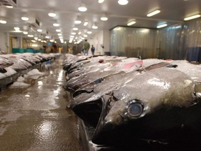 Tuna caught by foreign fishermen aboard American boats are lined up at the Honolulu Fish Auction at Pier 38 in Honolulu on March 23, 2016. A new Canadian-led study suggests that ocean abundance will drop steadily and consistently as the climate warms. The study, published today, used a series of marine climate models to predict what will happen to the crucial global food source under different amounts of warming.
