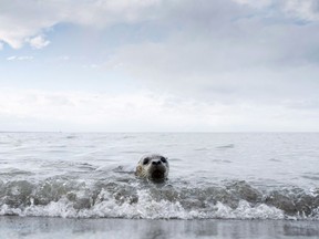 Seal pups are released back into the ocean from Iona Beach in Richmond, B.C., Tuesday, Dec. 18, 2018. Canada needs to up its game on protecting its oceans, says a new report from an environmental group.THE CANADIAN PRESS/Jonathan Hayward