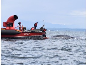 Crews work to secure a dead grey whale to a Coast Guard hovercraft in Boundary Bay, B.C. on Wednesday, June 5, 2019.