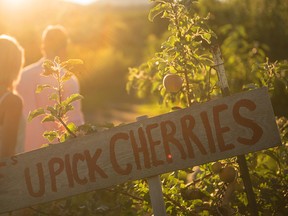 Fruit picking is Kelowna is a favourite summer activity.