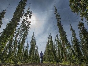 Growing hops has becoming challenging for many B.C. farmers. Pictured is a farm in Abbotsford.