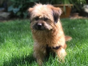 This dog - Ginger - was rescued from a dog meat butcher in China and taken to Vancouver where it is being rehomed. [PNG Merlin Archive]