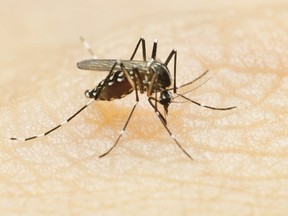 A picture taken on August 23, 2016 in Lille, northern France, shows a mosquito on a person's arm. Mosquitoes are considered one of the most dangerous creatures on the planet because of their ability to spread deadly diseases like malaria, Zika, chikungunya or dengue fever.