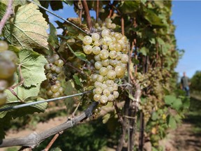Riesling grapes on the vine.