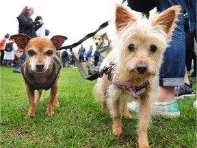 Two dogs in action at  the Paws for a Cause Walk at David Lam Park in Vancouver, BC., September 9, 2018.