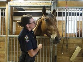 The VPD have three new recruits in its mounted squad as Josiah, Jarvis and Jedi joined the team earlier this month.