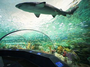 A British Columbia man accused of swimming naked in a shark tank at a Toronto aquarium has returned home to resume his job as a fishing guide while his case wends its way through the justice system.