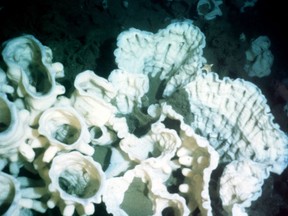 A portion of a giant sea sponge discovered on the ocean floor near Haida Gwaii, circa 2001.
