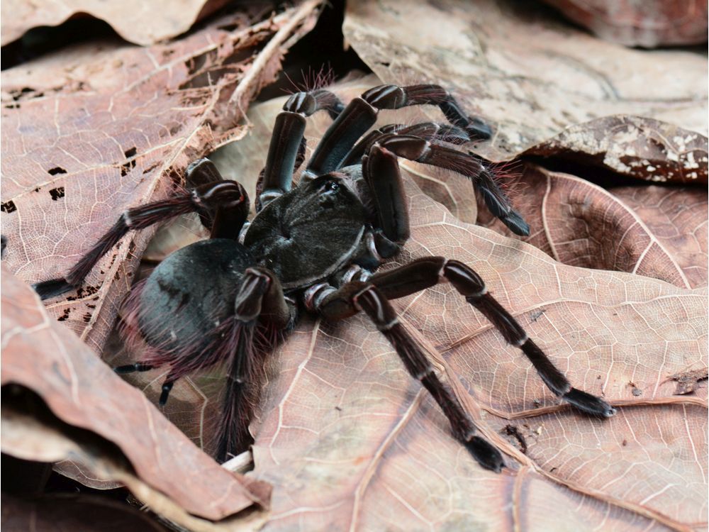 Video Victoria tarantula sheds exoskeleton Vancouver Sun