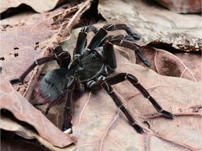 A 20-centimetre tarantula, shown in this undated handout photo, capable of killing a bird was filmed at its most vulnerable state shedding its armour-like exoskelton at a Victoria-area tropical jungle insectarium. Justin Dunning, Living Collections Manager at Victoria Butterfly Gardens, says after four years of trying he was able to capture on film the 10-hour molting process of his Burgundy goliath bird eater tarantula, which he reduced down to about two minutes of raw intensity through time-lapse video.