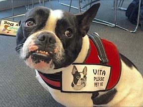 Vita, Vancouver ecoVillage's disabled therapy dog and "mascot".