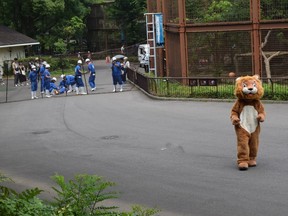 Employees of the Tobe Zoological Park in western Japan attempt to safely capture a person dressed as an escaped lion as it roam across the zoo grounds on June 22, 2019.