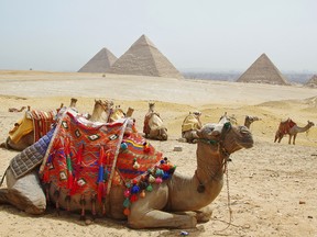 Camels await riders near the Great Pyramids on the outskirts of Cairo.