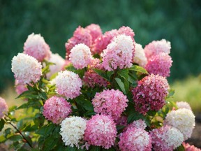 Hydrangea p. 'Zinfin Doll'