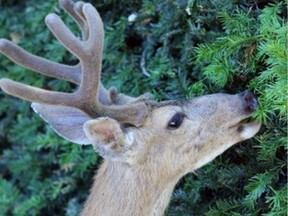 A deer on Vancouver Island.