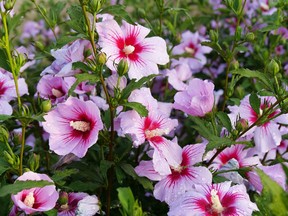 Orchid Satin Hibiscus is just one of the many varieties that are able to be grown in Metro Vancouver.