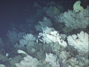 The Seamount Expedition explored a unique coral forest almost a kilometre below the surface on an underwater peak off the west coast of British Columbia.