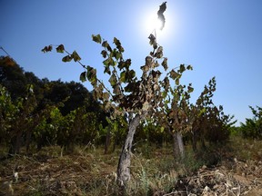 On June 28, the hottest day of the recent European heat wave, vines in the Herault and neighbouring Gard regions — home to the Pic Saint Loup and Coteaux de Languedoc appellations — were severely burnt.