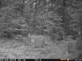 A cougar surveys its surroundings in an image identified via the city's Calgary Captured project, which has set up 62 cameras in 16 parks city-wide. Supplied photo