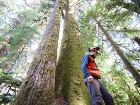 UBC researcher Vince Hanlon is seen amongst Sitka spruce trees, averaging 80 metres tall and ranging in age from 220 years to 500 years old, in Carmanah Walbran Provincial Park on Vancouver Island in a 2016 handout photo. Hanlon was part of a project that looked for evidence of the growth of genetic mutations in some of Canada's largest trees.