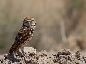 A burrowing owl