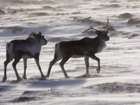 Wild caribou roam the tundra near the Meadowbank Gold Mine in Nunavut on Wednesday, March 25, 2009. Tradition and technology are clashing on the tundra, where Indigenous groups are debating the use of drones to help hunt caribou.