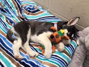 BC SPCA staff at the Vancouver branch is cautioning cannabis users after a husky puppy nearly died of a drug overdose. A husky puppy named "Bear" is shown in an undated handout photo.