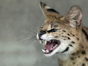A serval hisses in its enclosure in a zoo in Leipzig, Germany on May 11, 2010 in this file photo.