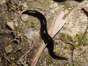 Poop-eating slugs are infecting people all over Hawaii. A new study suggests eating mollusks, half snail and half slug, is cause of the parasite's outbreak among Hawaiians. Getty Images