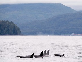 Killer whales play in Chatham Sound near Prince Rupert on June 22, 2018. Two southern resident killer whales haven't been seen for a few months leaving experts worried, not just about the fates of both creatures, but for the future of the entire family of orcas.