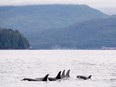 Killer whales play in Chatham Sound near Prince Rupert on June 22, 2018. Two southern resident killer whales haven't been seen for a few months leaving experts worried, not just about the fates of both creatures, but for the future of the entire family of orcas.