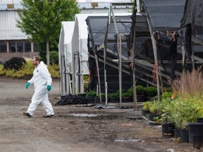 A Canadian Food Inspection Agency worker investigates at Island View Nursery in Central Saanich.