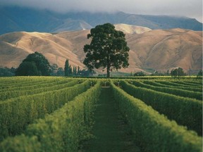 Stoneleigh Vineyard in New Zealand's Marlborough region. New Zealand has a lot to do with Sauvignon’s rise to the dinner table, but there are signs British Columbia is about to challenge this once sacred category.