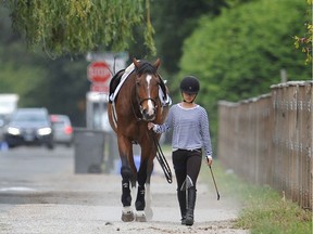 Southlands riders say a dog regularly spooks their horses, causing chaos and the odd tumble to the ground. Many residences feature stables in their yards, and riders regularly walk their horses up and down the area's network of streets and avenues. But few riders appear to take their horses directly in front of the Celtic Avenue home where the dog Duke lives.