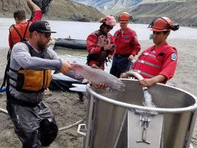 Crews move salmon to a bucket for hoisting by helicopter over the five-metre waterfall in the Fraser River created by the Big Bar slide.