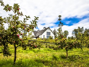 Drop into Sea Cider Farm & Ciderhouse for a refreshing pint or a picnic in the orchard.