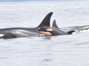 A killer whale and her calf are shown in a recent handout photo from the Department of Fisheries and Oceans Pacific Twitter feed. Researchers with the Department of Fisheries and Oceans are cheering after spotting all three pods that make up the endangered southern resident killer whale population.