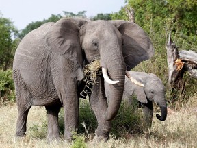 Elephants graze at the Singita Grumeti Game Reserve in Tanzania on Oct. 7, 2018.