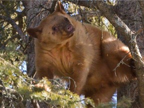 Charlie is one of the orphaned bear cubs that were allowed to hibernate at the Cochrane Ecological institute. supplied photo