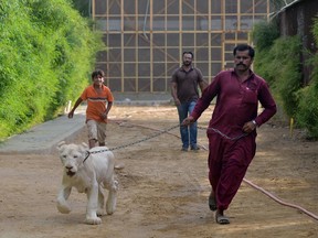In this picture taken on May 20, 2019, a caretaker walks with a white lion at a private zoo in Karachi. - Pakistani laws make it easy to import exotic animals, but once inside the country regulation is almost non-existent.