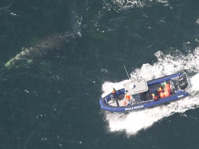 Members of the Campobello Whale Rescue Team attempt to disentangle a right whale off the coast of New Brunswick.