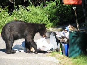 The number of bear-related calls has nearly doubled in B.C. this year compared to the previous years. The City of Coquitlam is stepping up bear enforcement, urging residents to secure their garbage and not take them outside until collection day.  ORG XMIT: 3Zdy7sBNg_-1eb0Dieei [PNG Merlin Archive]