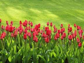 Commemorative Tulips. Photo: Van Noort Bulb Co. Ltd.