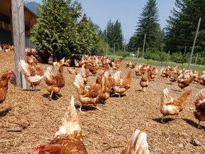B.C. poultry nutritionists spend their days perfecting feed formulas for local flocks and deciding what ingredients will keep hens happiest, healthiest and laying.