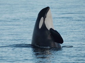 Three more southern-resident killer whales, included J17 (pictured), have been declared dead. The population of the critically endangered group has dropped to 73.