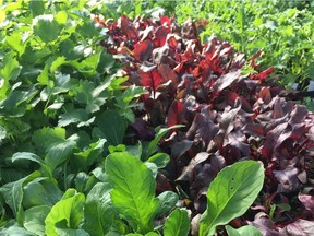 Imagine colour and fresh produce in your veggie garden this winter.