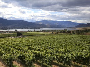 Okanagan Valley wine country. A report published in the official journal of the National Academy of Sciences forecasts that 56 per cent of regions that grow wine grapes would be lost if the global climate warms by 2 C.