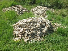 The Department of Fisheries and Oceans is investigating approximately 1,500 lbs of Dungeness crab which was discarded in a field in the Maple Ridge.