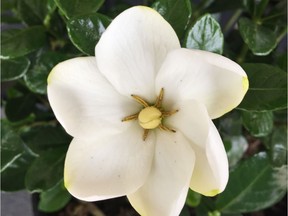 Gardenia 'Kleim's Hardy', a repeat bloomer, is a powerful perfume producer.